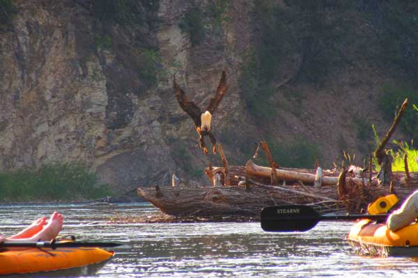 Bald Eagle Takes Flight on The Blackfoor River
