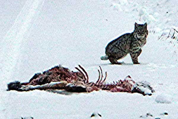 Bobcat in Winter