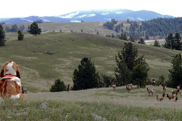 Elk herd on summer range