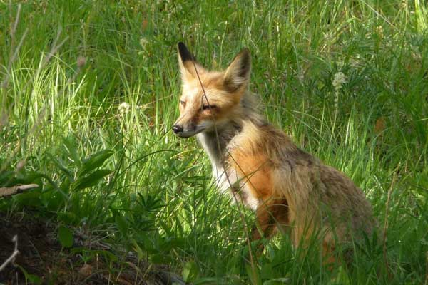 Fox in the grass near Ovando, Montana