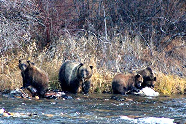 Grizzly bears fishing for food in the Blackfoot River