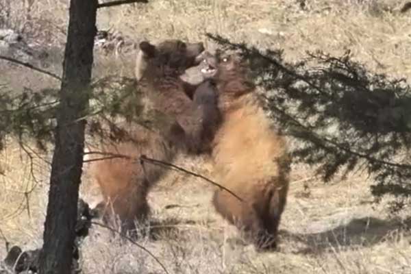 More grizzlies near Ovando, Montana