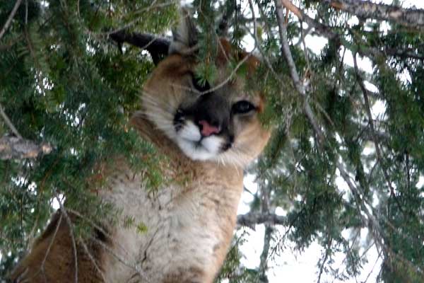 Mountain Lion in a tree