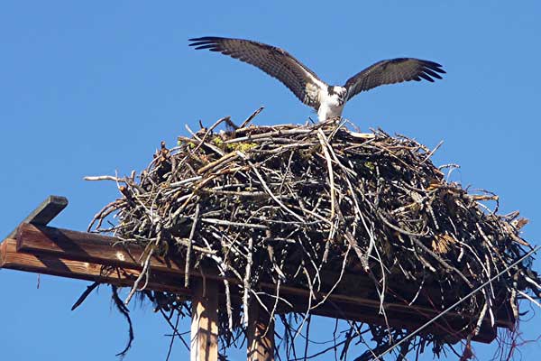 Osprey landing at its nest