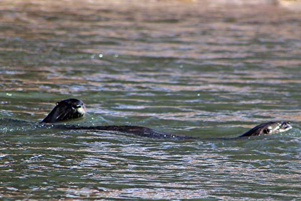 River Otters in the Blackfoot River near Ovando, Montana